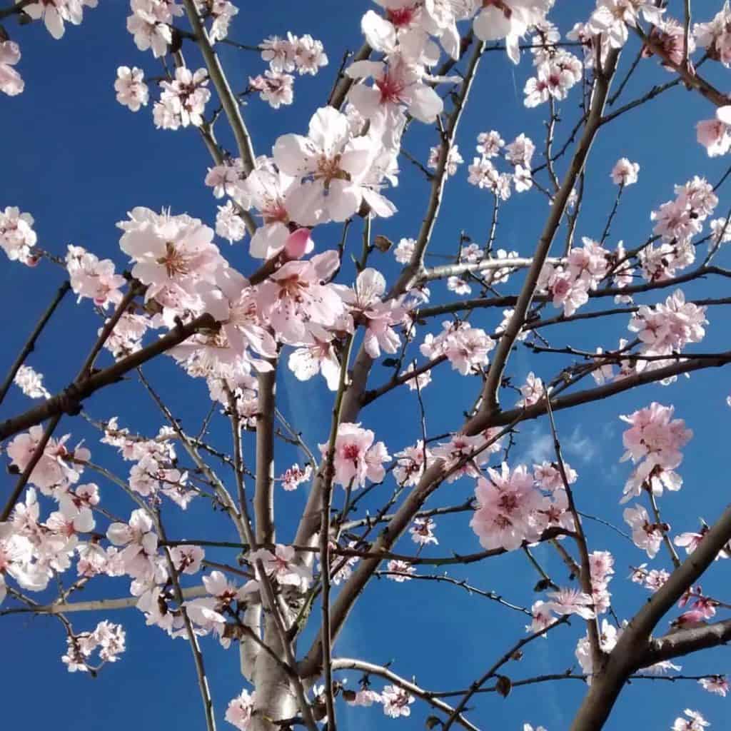 Almond tree in full blossom